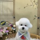 폴짝그루밍 이미지