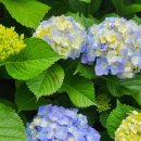 동광리-6 이미지