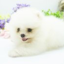 화이트포메라니안 이미지