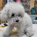 이누펫살롱 이미지