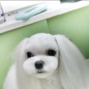 밤톨도톨
