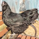 아성슈퍼 이미지