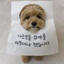 시디 | 펫시딘_강아지 오줌지림 영양제 내돈내산 후기｜소변실수 줄어든 효과 봤어요