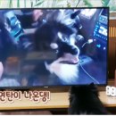 피데스파트너스 | [찐사용후기/쿠팡]자취 티비 가성비 끝판왕 40인치 20만원대 프리즘 티비