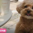 댕과댕빵 이미지