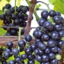 주월리한배미마을 이미지