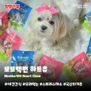 뽀뽀애견 | 애견간식 뽀뽀백번 하트츄 | 100%원물 국산 고단백 저지방 오래먹는 강아지터키츄 추천