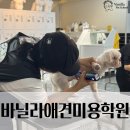보듬펫살롱 | 여수애견미용학원에서 배운 실무 수업, 현장에서도 그대로 통했어요