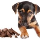 삼송사랑 동물의료센터 이미지