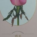 기초 보태니컬아트 기법 이미지