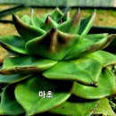 마쵸 이미지