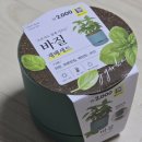 꾸어봄 | 다이소 바질 재배세트 화분 심기 바질키트 가격 후기