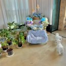 아루스 | [공지] [화성 봉담 애견카페] 아루스 🌿 넓은 애견 운동장 &amp; 깔끔한 시설 후기