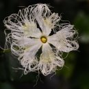 하늘타리 이미지