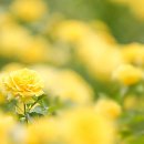 당신은 선물입니다 이미지