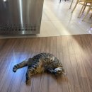 유니온 | 문래동 고양이가 있는 카페 메이커스유니온스퀘어 후기