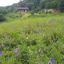 야생화정원펜션민박 이미지