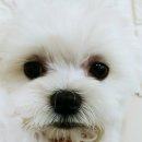 이레네 강아지 이미지