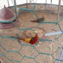 금계 농장 이미지