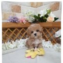 야옹아멍멍해봐(주월점) 이미지