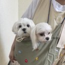 추건우애견미용학원