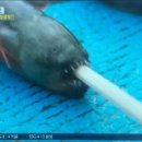 대대서편마을직판장