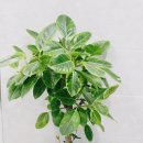 초록나무한의원 이미지