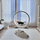 더스윗 | 고양이 리빙제품 스윗캣 더 와이드 캣휠 내돈내산 후기