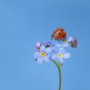 바람과 흘러간 애인에게, 마이너 리그 /신미균 이미지