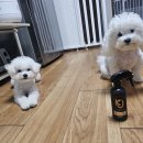 코리아 K9 애견훈련소 | 체험단 후기(K9 디탱글 미스트 체험후기 ☝️)