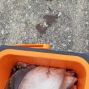 고성바다배낚시체험