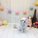 울산 제이앤독 애견샵 이미지