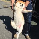 촵촵