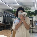 퀘렌시아 애견 이미지