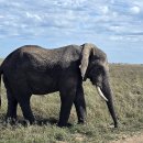 세렝게티 이미지