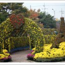 익산 천만송이 국화꽃 축제 이미지