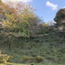 소길통나무집 | 🌿 제주 동쪽 요가 & 제주 워크샵 후기 | 이끼숲소길 숲속 소규모 힐링 클래스