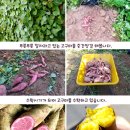 신토불이 풍원미/자색고구마 50% 맛보기 이벤트 이미지