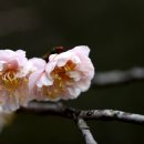 매화강산 이미지