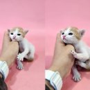 대송상사 이미지