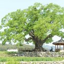 거창 황산마을을 지키는 거목 느티나무 모습 이미지