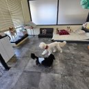 안녕, 상이 친구들! 이미지