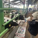 젖소목장 이미지