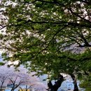 배산체육공원 | 벚꽃명소 익산시 배산체육공원 벚꽃축제 후기 - 미니바이킹이 있네