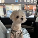 멍멍드림 이미지