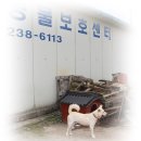 신천지 안드레지파 울산교회 자원봉사단 "유기동물 보호센터 봉사" 이미지