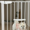 티니펫 | [보니렌] 펫도어가 있는 안전문 추천 보니렌 티니도어