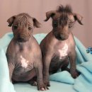 도그헤어 이미지