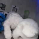 퍼피팸퍼 이미지