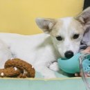 호야켄넬 이미지